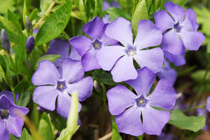 Blue Violet Periwinkle | GardenersPath.com