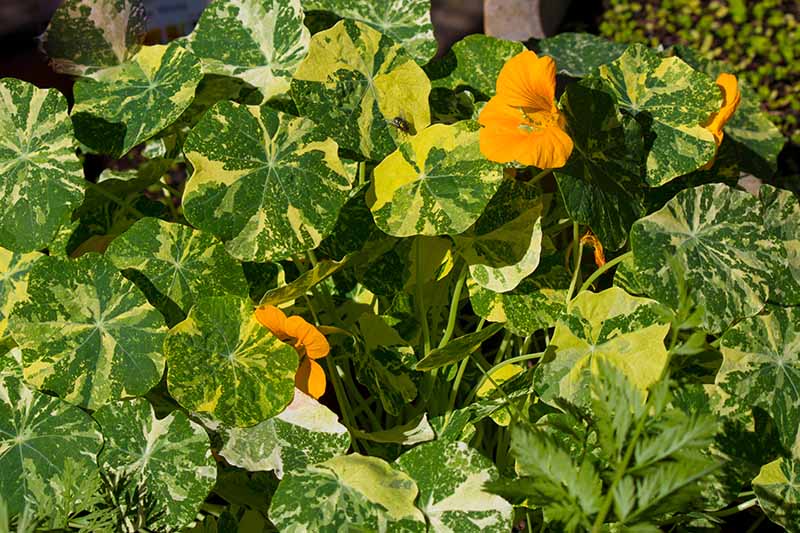 A close up of Tropaeolum majus 'Alaska' cultivar with green and white variegated leaves and bright orange flowers, pictured in bright sunshine.