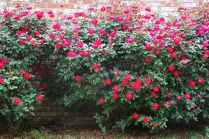 A close up horizontal image of bright red Knock Out roses growing in front of a brick wall.