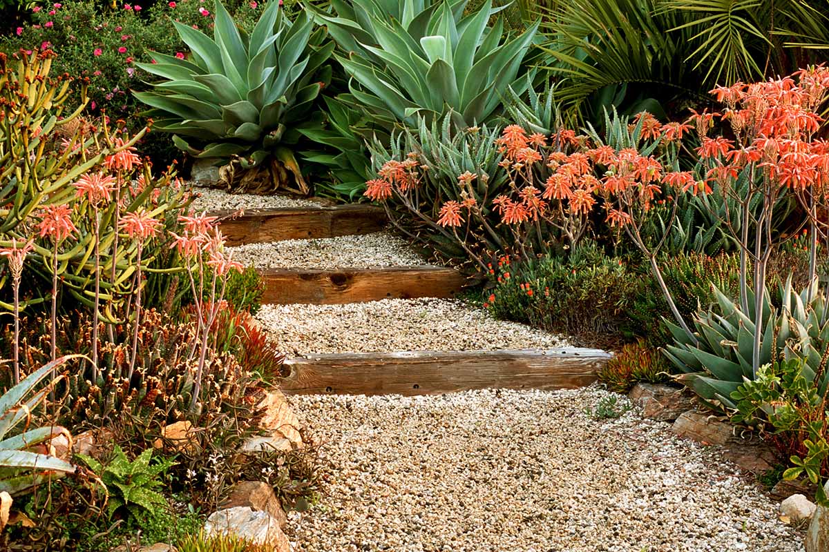 A horizontal image of a pathway through a garden flanked on either side by a variety of succulents, including aloe and agave.