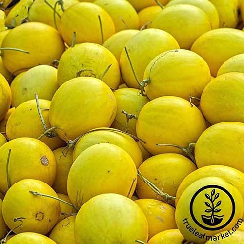 A close up square image of a pile of bright yellow 'Amy' melons. To the bottom right of the frame is a black circular logo with text.
