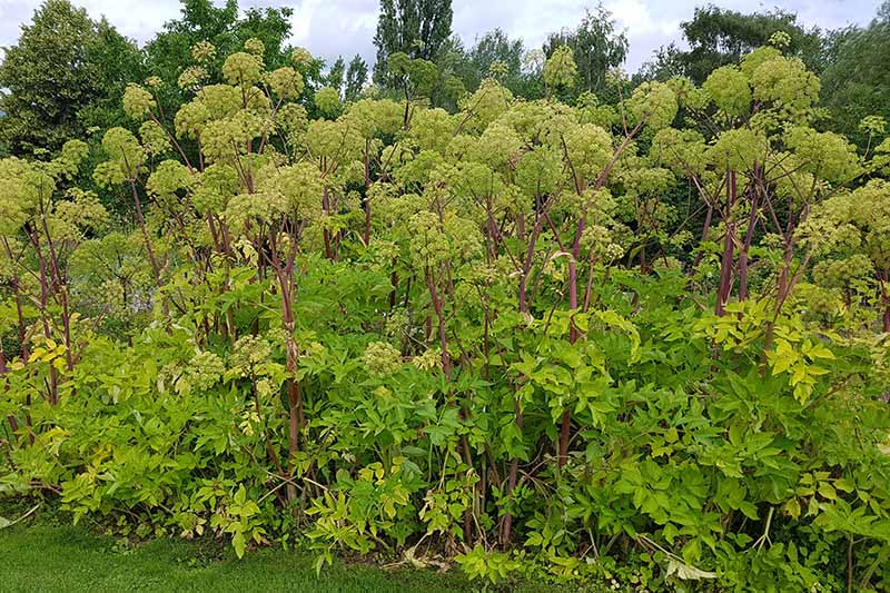 A large patch of Angelica archangelica with purple stems and bright green umbels growing in the garden with trees in the background.