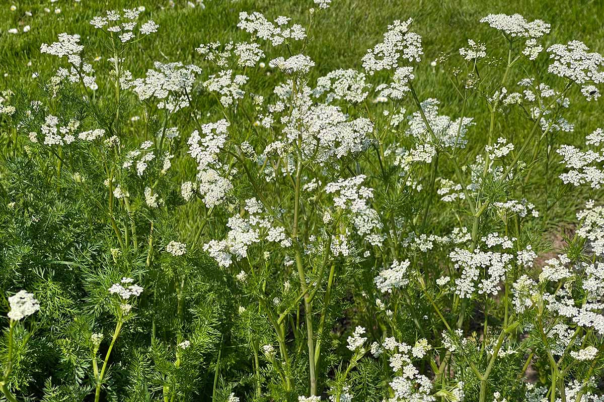A close up horizontal image of Pimpinella anisum growing in the garden in full bloom.