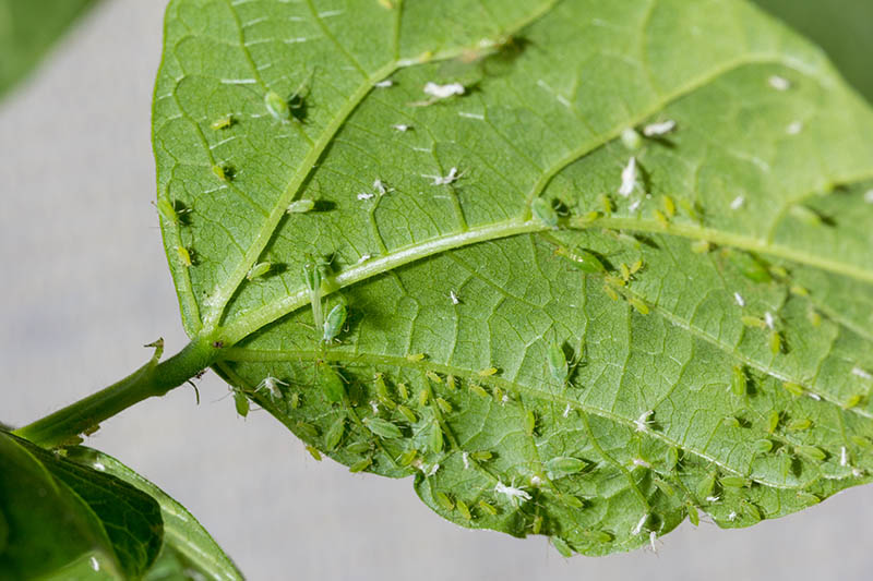 A close up of the underside of a leaf infested by aphids, on a soft focus background.