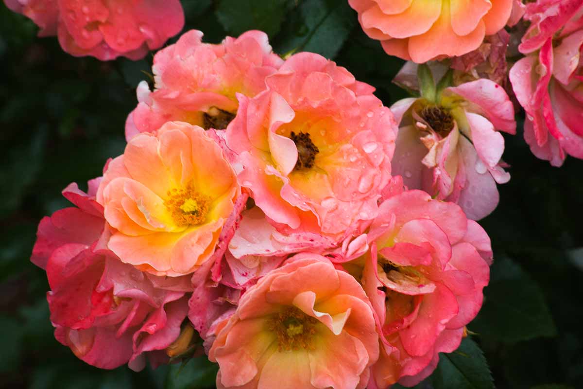 A close up horizontal image of 'Apricot Drift' flowers growing in the garden pictured on a dark background.