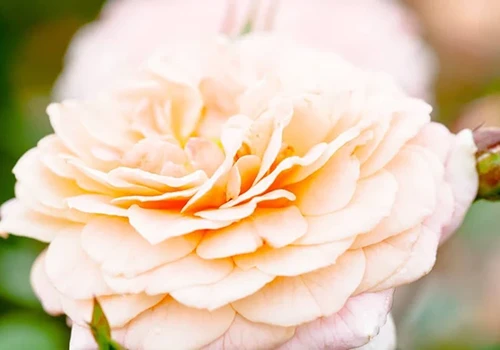 A close up of a single 'Apricot Drift' rose pictured in light sunshine on a soft focus background.