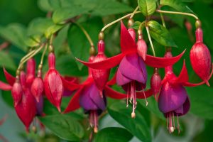 A close up horizontal image of red and purple fuchsia flowers pictured on a green soft focus background.