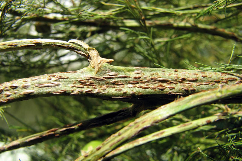 A closeup horizontal image of an asparagus plant suffering from rust, a fungal disease, pictured on a soft focus background.