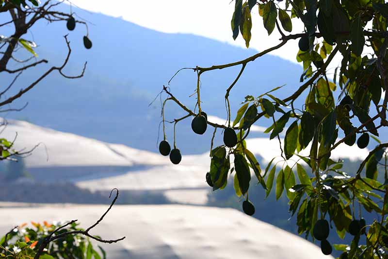 A close up of an avocado tree with fruit hanging from the branch, surrounded by leaves with snow and a mountain in the background in bright sunshine.