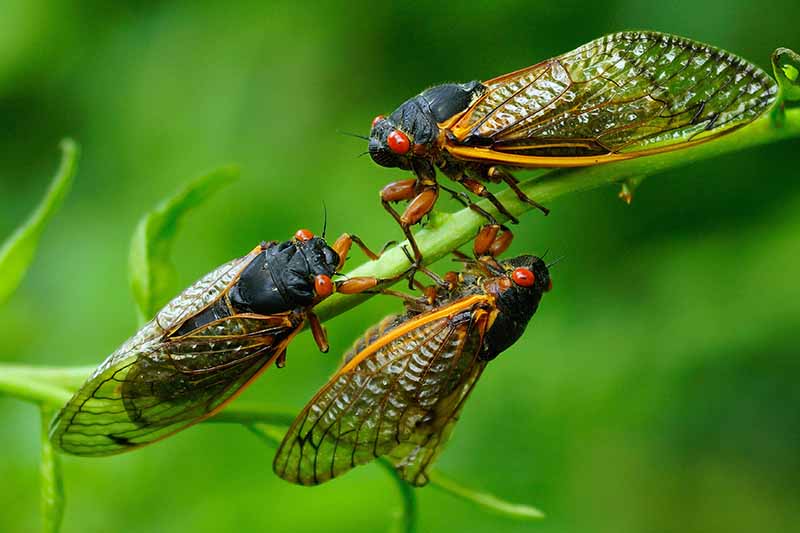 A close up horizontal image of three cicadas on the branch of a tree pictured on a green soft focus background.