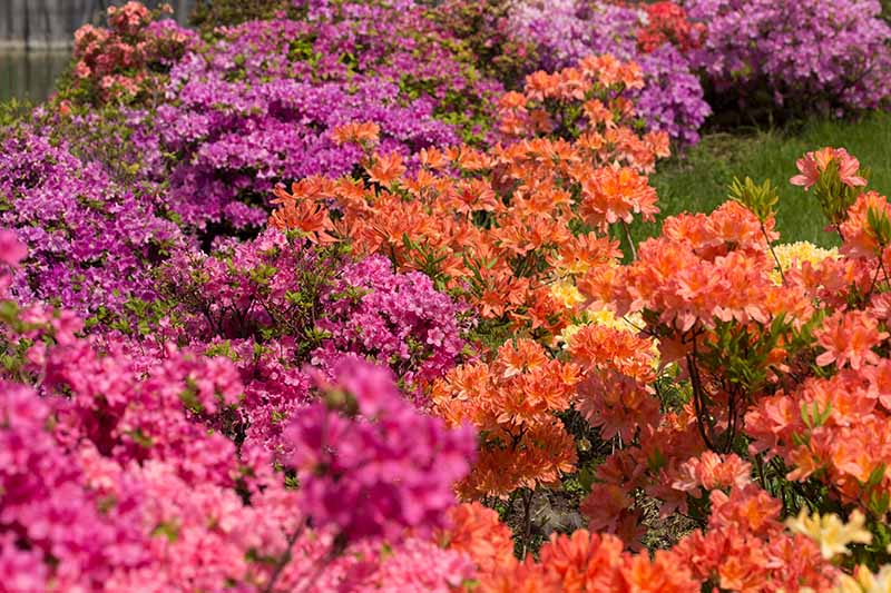 A close up horizontal image of a variety of different colored azalea flowers growing in the garden.