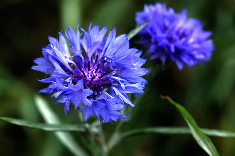 A close up of two blue bachelor's button flowers, pictured on a soft focus background.