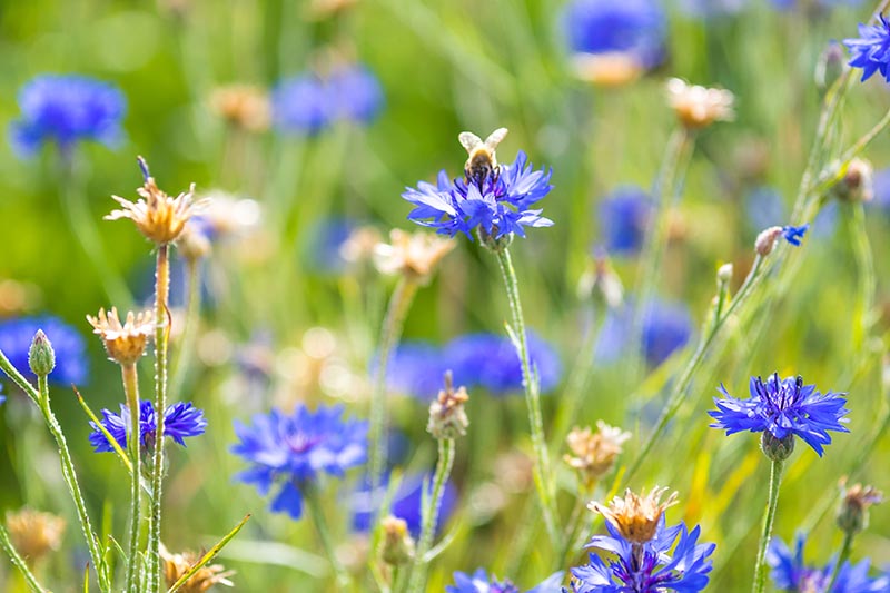 A close up of cornflowers growing in a meadow. Some of the blooms are dried out and spent, and others are lilac, pictured in bright sunshine fading to soft focus in the background.