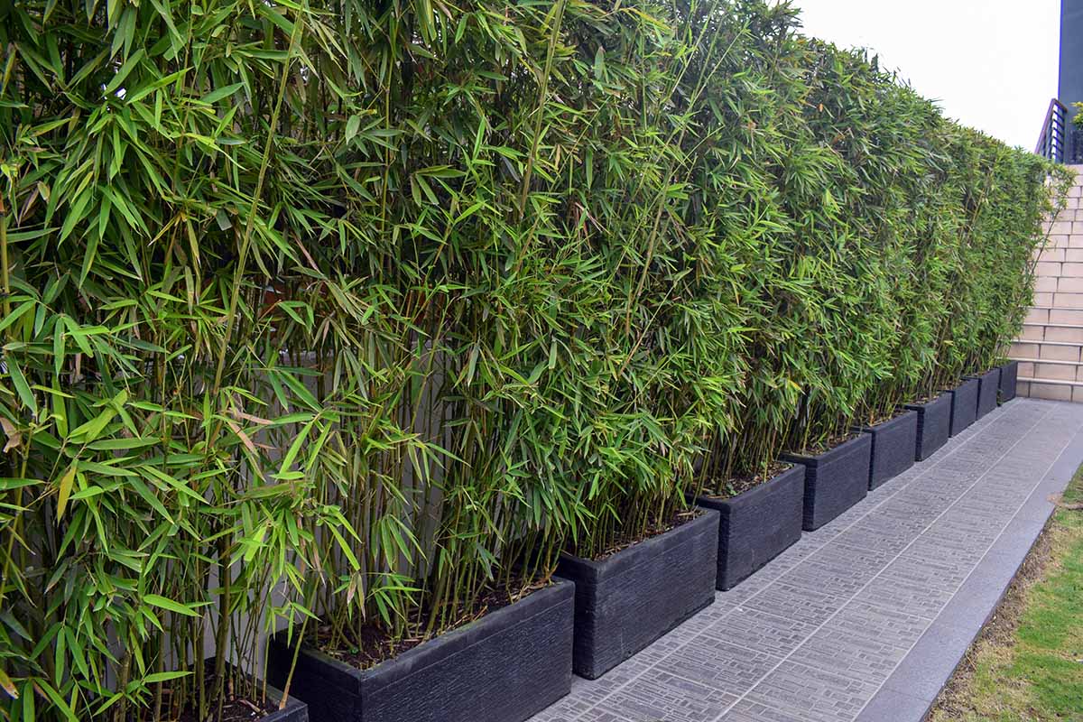 A horizontal image of bamboo plants growing in dark rectangular pots lining a walkway.
