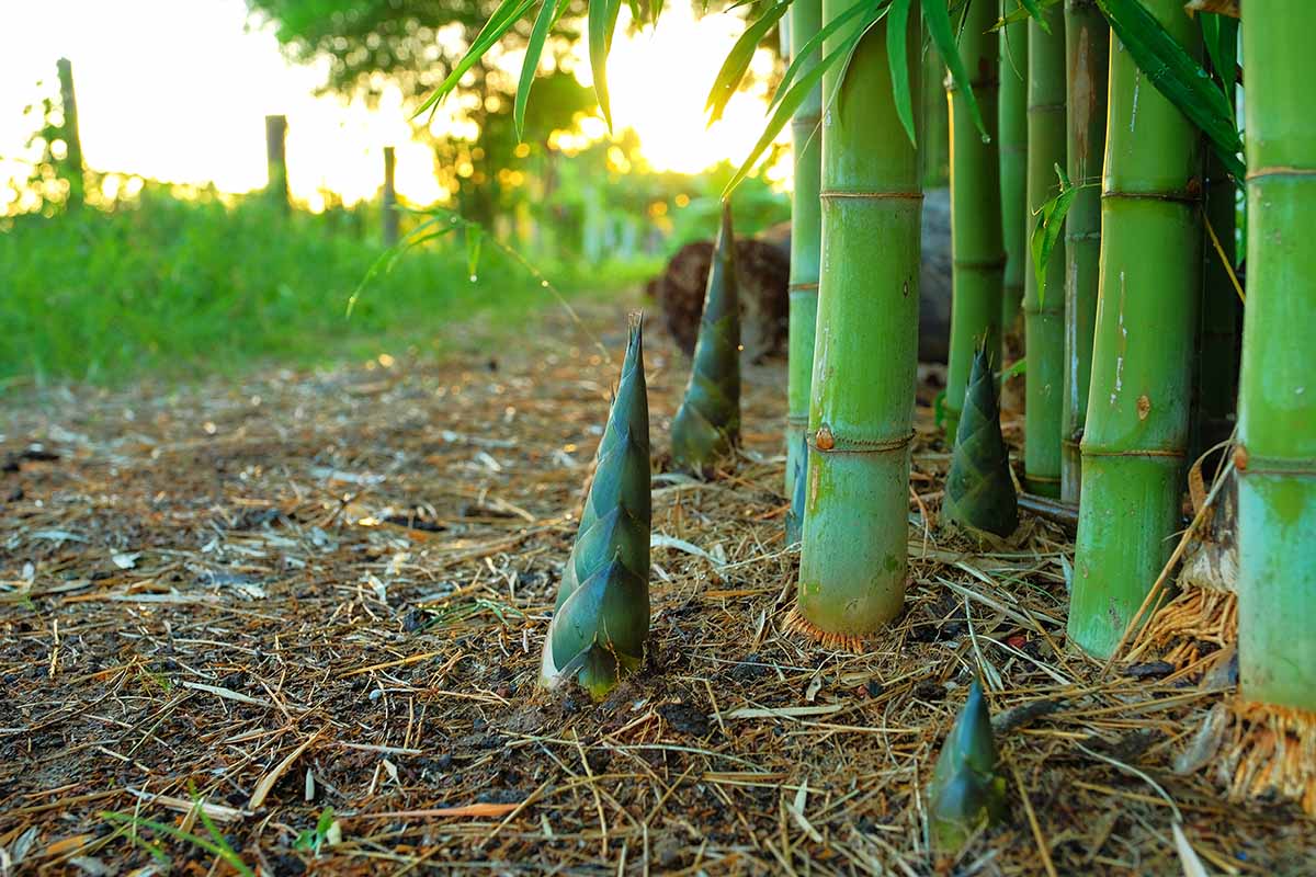A close up horizontal image of mature culms and small new shoots in a bamboo clump growing in the garden.
