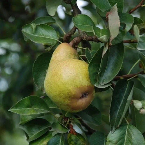 A close up square image of a single 'Bartlett' pear growing on the tree, pictured on a soft focus background.