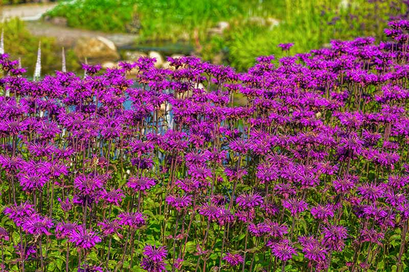 A large swath of pink bee balm flowers growing in the garden with a pond in soft focus in the background.
