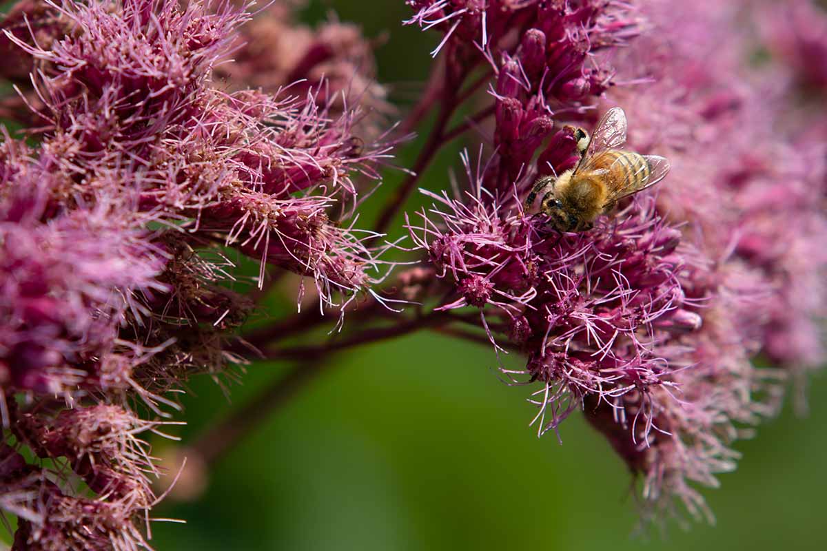A close up horizontal image of a bee feeding from a pink flower growing in the garden pictured in light sunshine on a soft focus background.