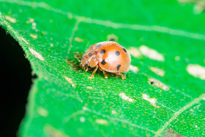 A close up of a ladybug on a bright green leaf in the sunshine.