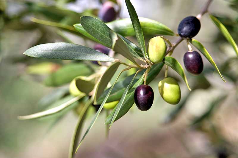 Green and purple olives grow on a branch with long, narrow green leaves.