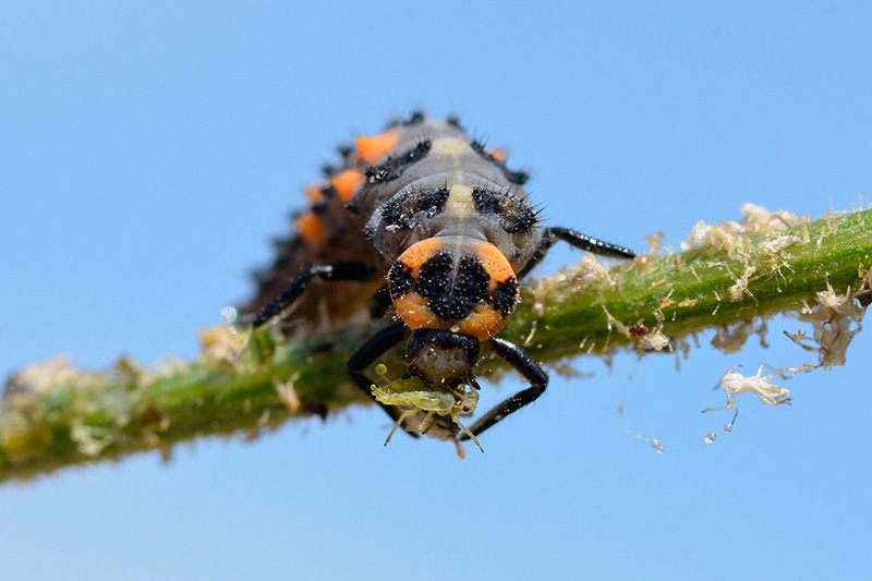 A close up of a predatory insect feasting on aphids on a branch with blue sky in the background.