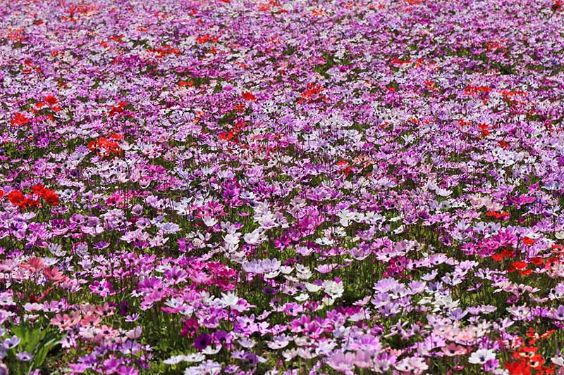 A close up horizontal image of different colored anemone flowers in a mass planting in a meadow, pictured in bright sunshine.