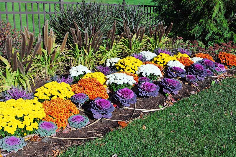 Vertical image of a garden bed planted with purple ornamental cabbage, yellow, white, and orange mums, and brown grasses growing in soil alongside a green lawn.
