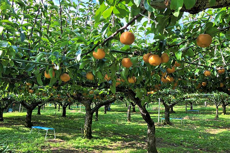 A horizontal image of an orchard growing Asian pears pictured in light sunshine.