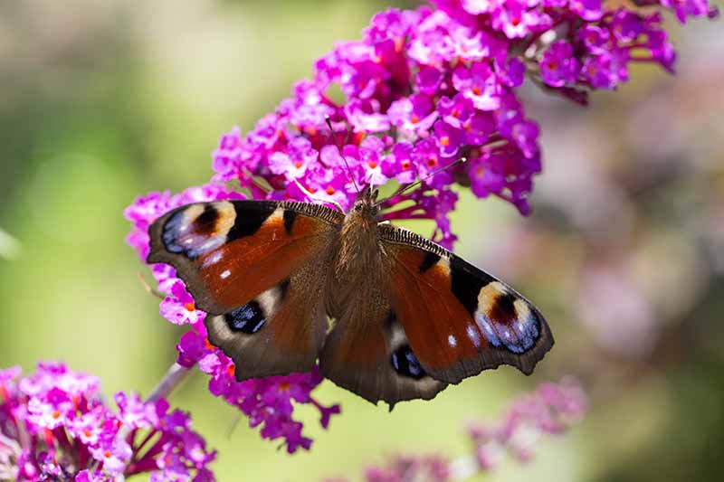 A close up horizontal image of a bright pink Buddleia flower with a butterfly feeding from it pictured on a soft focus background.