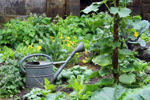 A close up horizontal image of an edible garden planted with a variety of vegetables and a metal watering can in the foreground.