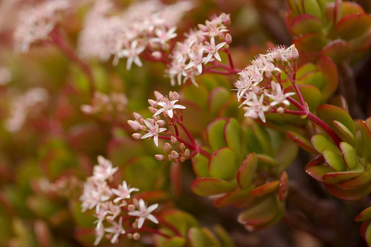 A close up horizontal image of a jade plant (Crassula ovata) in full bloom with light pink and white flowers fading to soft focus in the background.