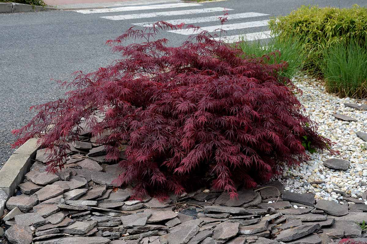 A close up horizontal image of a dwarf Japanese maple growing by the side of a street in a formal rock garden.