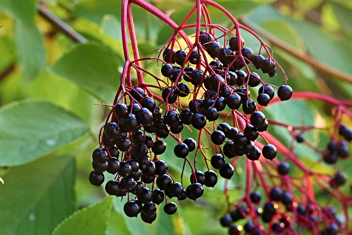 A close up horizontal image of elderberries growing in the garden with foliage in soft focus in the background.
