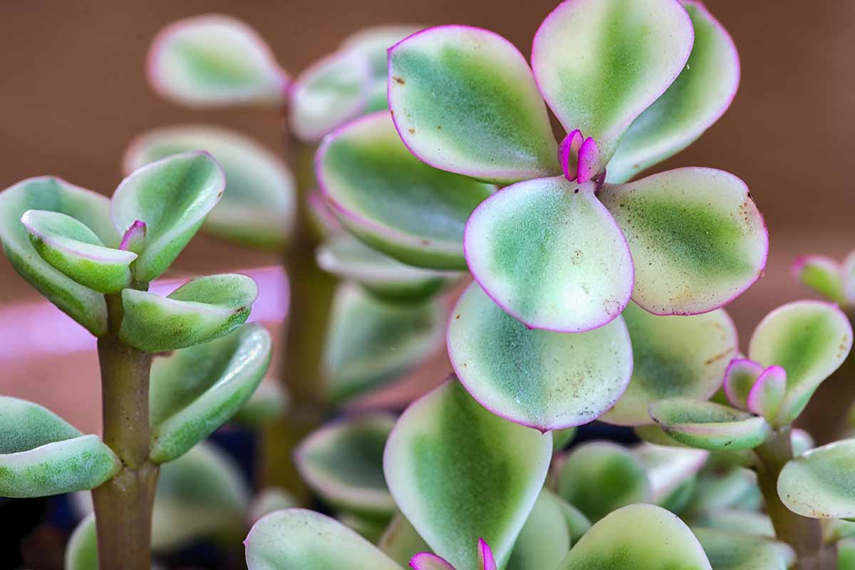 A close up horizontal image of the green, pink-edged foliage of Portulacaria afra pictured on a soft focus background.