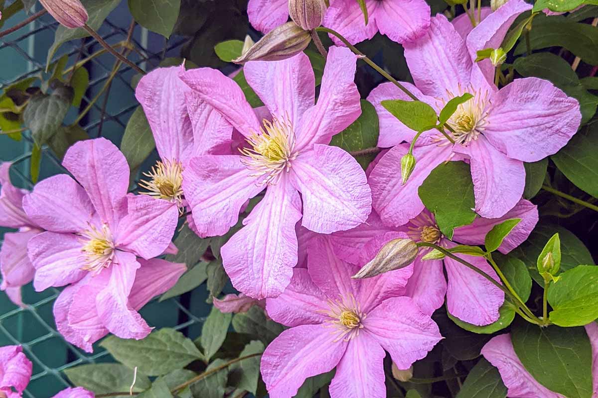 A close up horizontal image of pink fall-blooming clematis flowers growing in the garden.