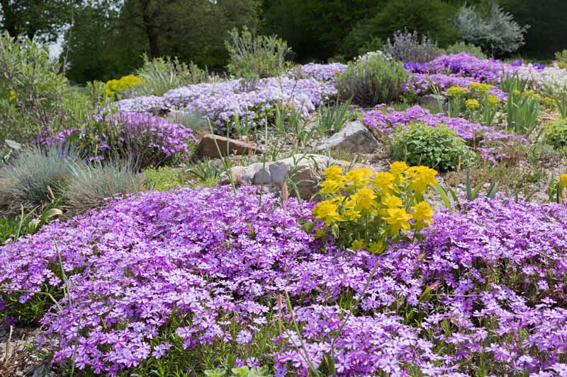Purple creeping phlox and various grasses cover a rock garden.