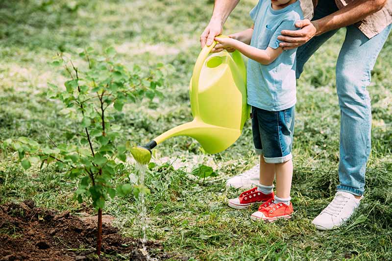 A close up horizontal image of a father and son watering a plant in the garden with a green watering can.
