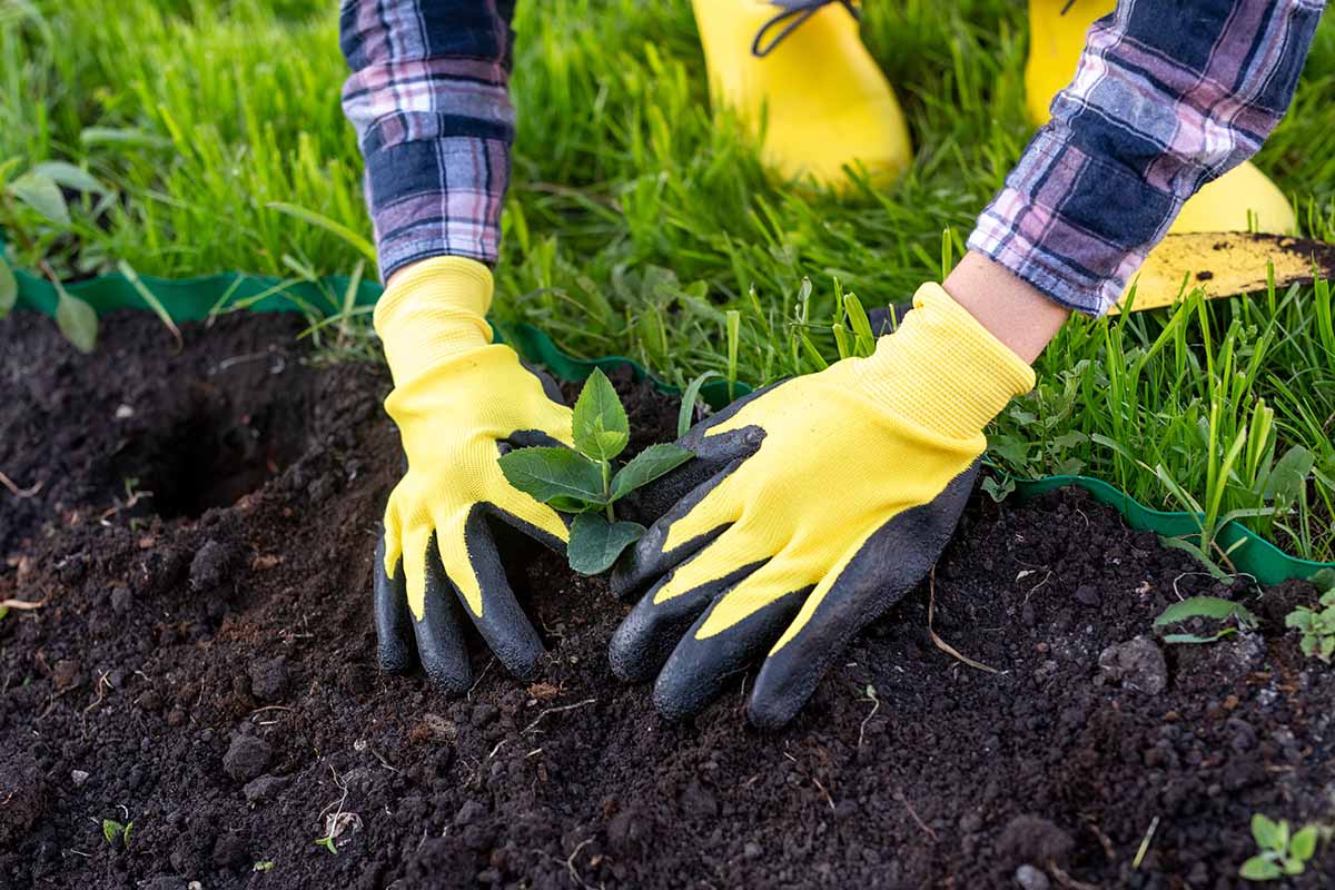 A close up horizontal image of a gardener wearing a pair of black and yellow gloves planting out seedlings in dark rich soil.