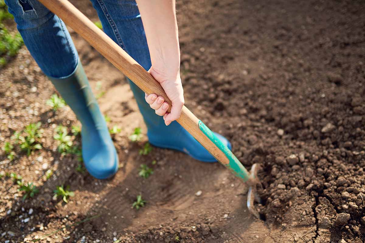 A close up horizontal image of a gardener wearing a pair of blue wellington boots, using a fork to till the soil.