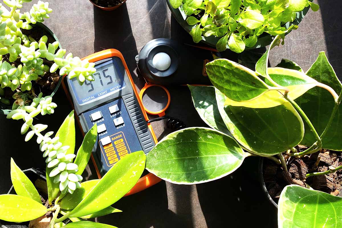 A close up horizontal image of a light meter set in a sunny location surrounded by houseplants.