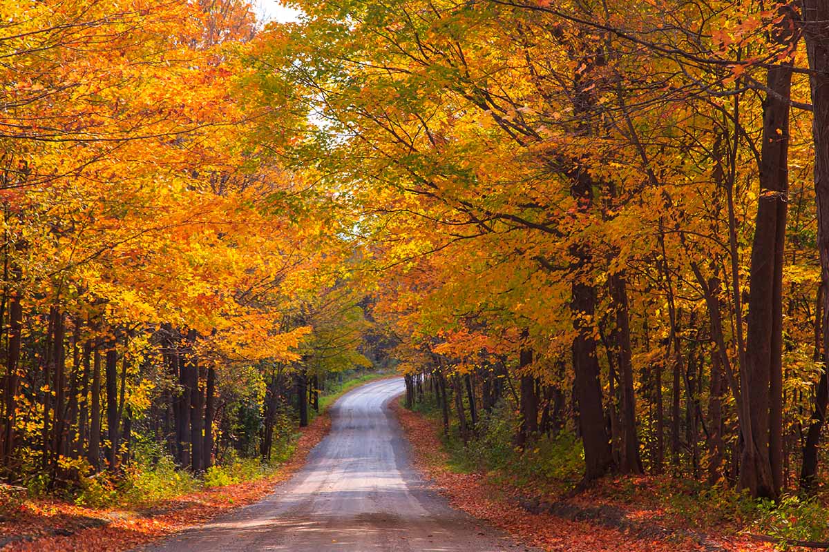 A horizontal image of maple trees growing along the side of a road.