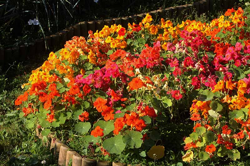 A close up of a garden border filled with a wide variety of different nasturtiums in all different colors, in the background is a garden bed in the shade.
