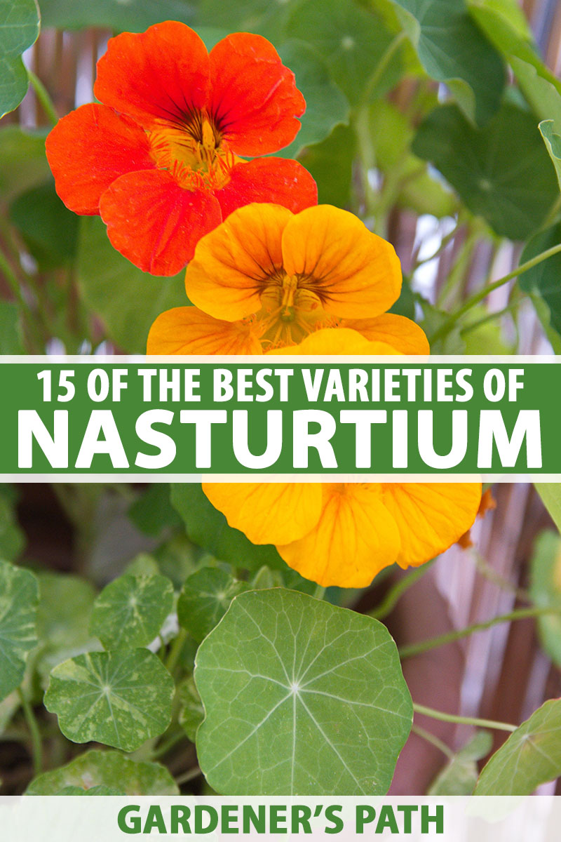 A vertical close up picture of three nasturtium flowers in red and yellow, surrounded by green foliage. To the center and bottom of the frame is green and white text.