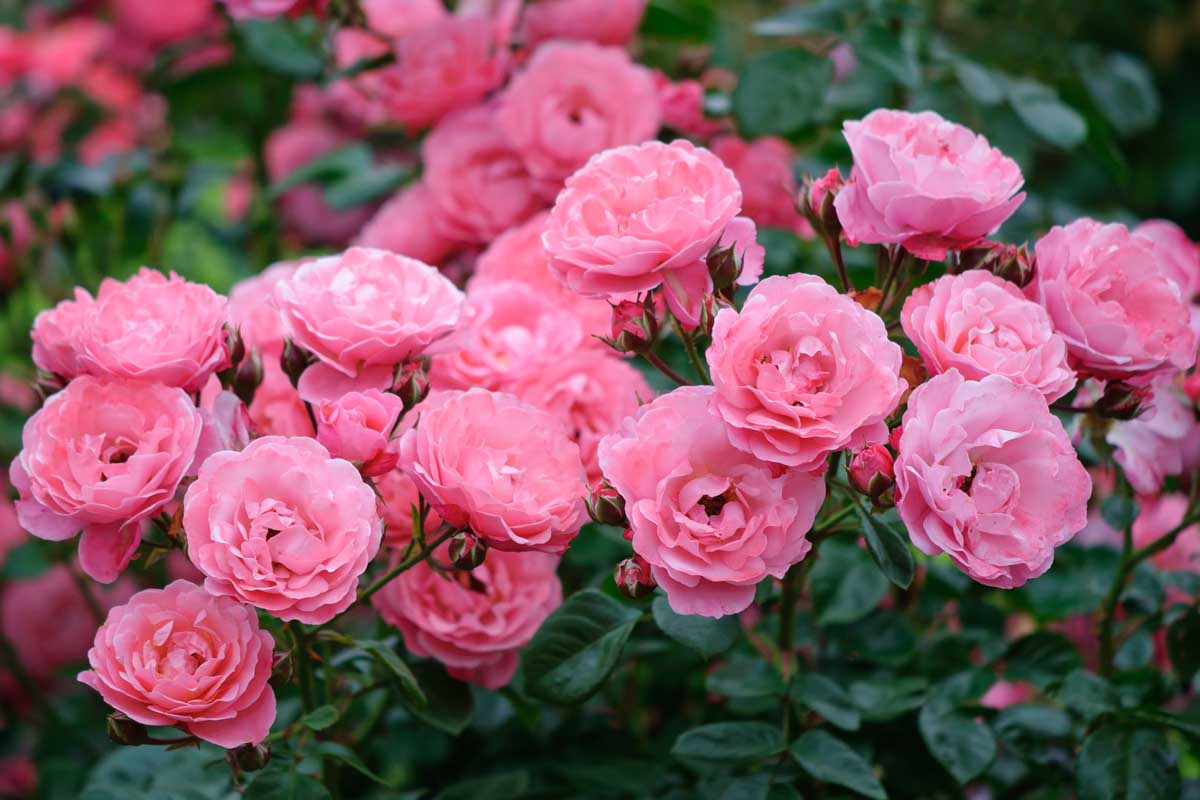 A cluster of double pink roses flowers growing on a vine.