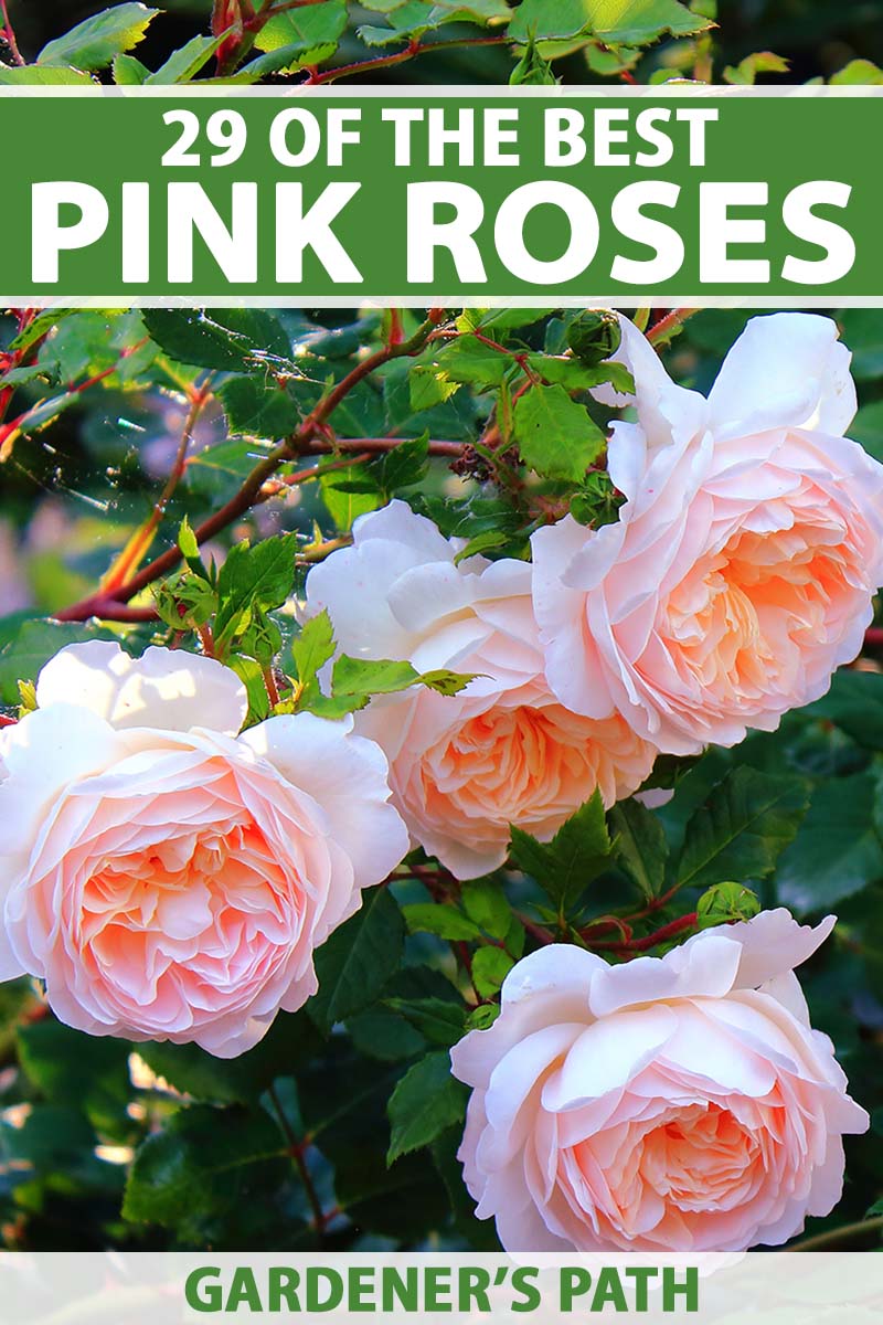 A close up vertical image of pink roses growing in the garden pictured in light sunshine on a soft focus background. To the top and bottom of the frame is green and white printed text.