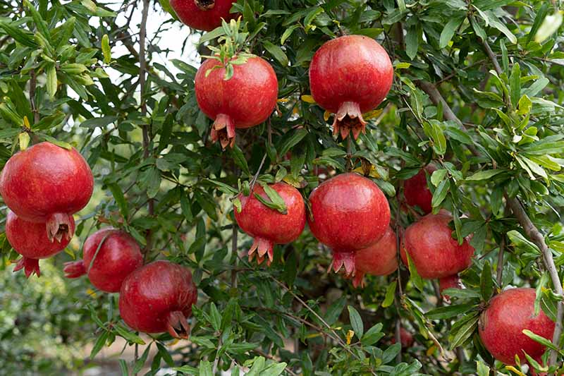 A close up horizontal image of ripe red pomegranates ready for harvest.