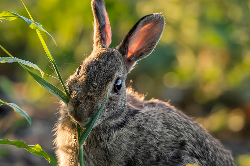 A close up of a rabbit nibbling on a plant, pictured in light sunshine on a soft focus background.
