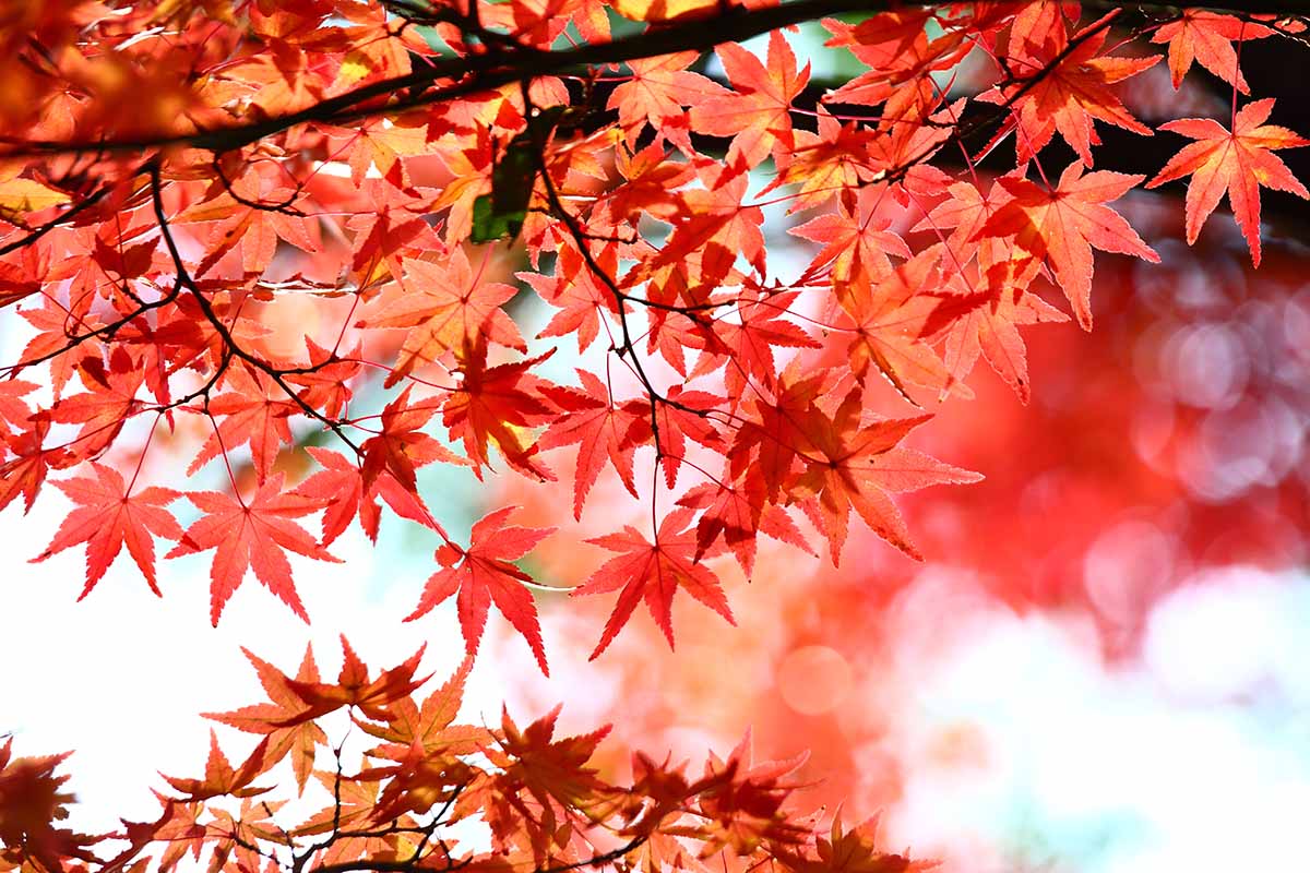 A close up horizontal image of the foliage of a red Japanese maple (Acer palmatum) growing in the garden pictured on a soft focus background.