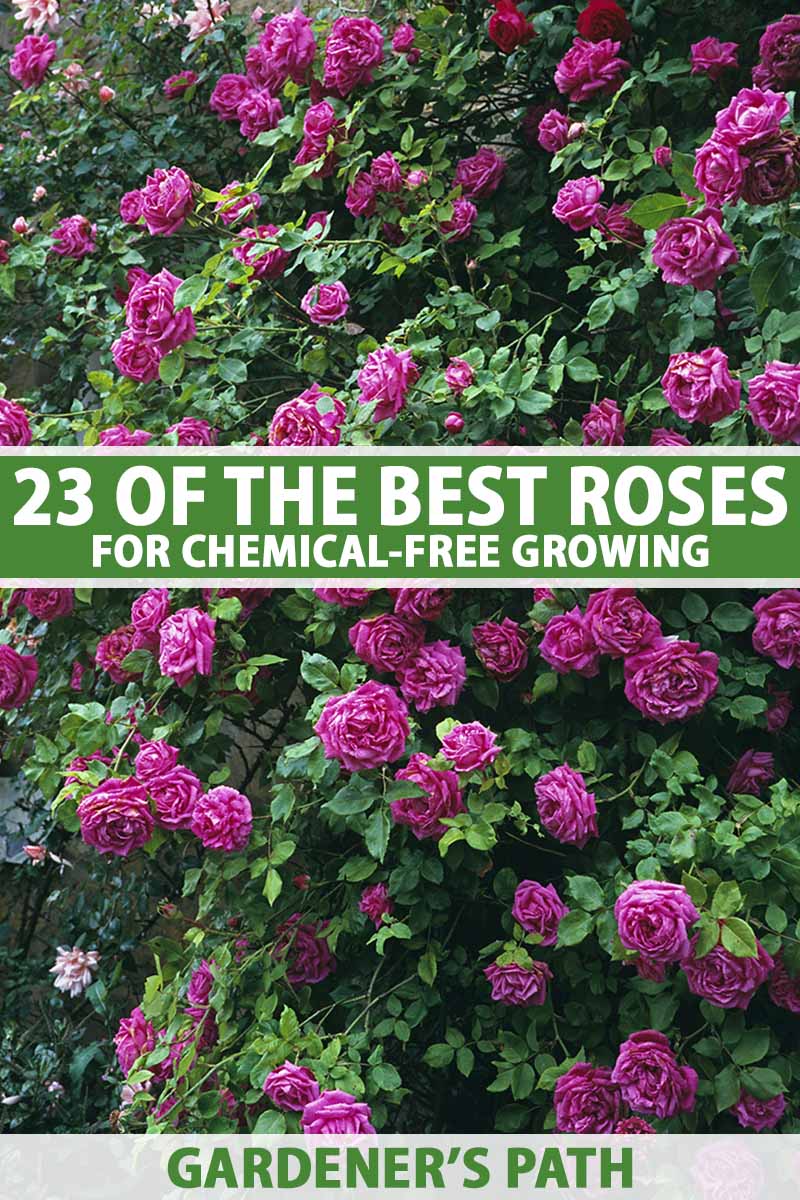 A vertical image of a large climbing rose in full bloom with pink double flowers. To the center and bottom of the frame is green and white printed text.