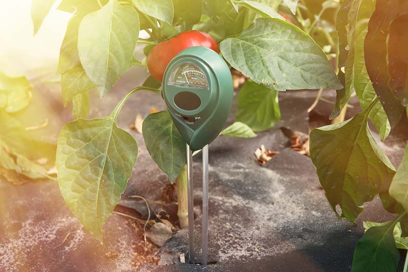 A close up horizontal image of a soil moisture meter set in the ground next to a tomato plant pictured on a soft focus background in light sunshine.